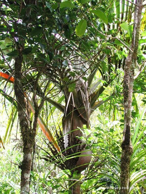 Basselinia moorei — houseplant care guide