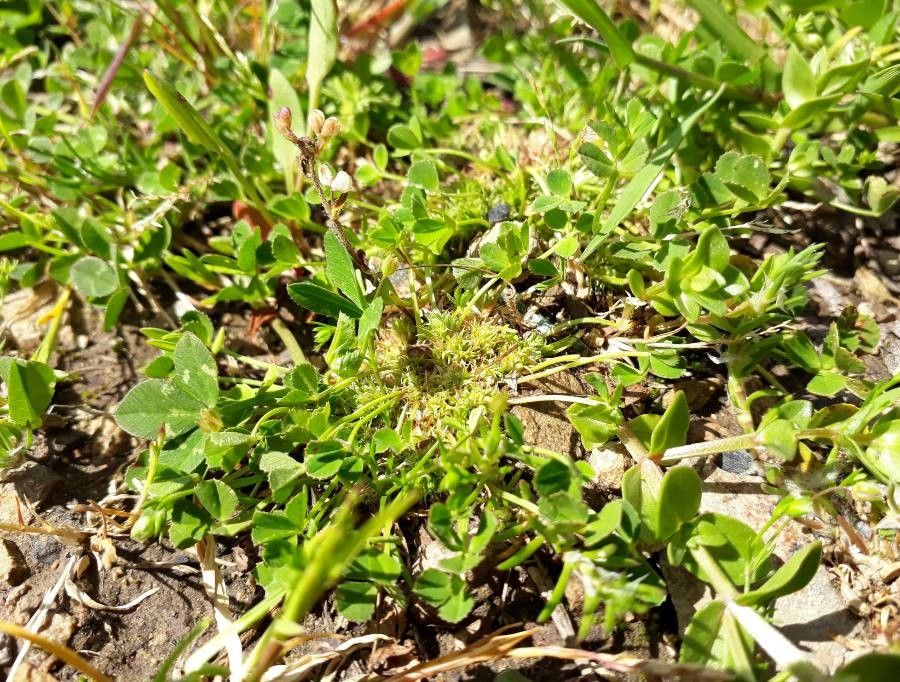 Trifolium suffocatum fruit