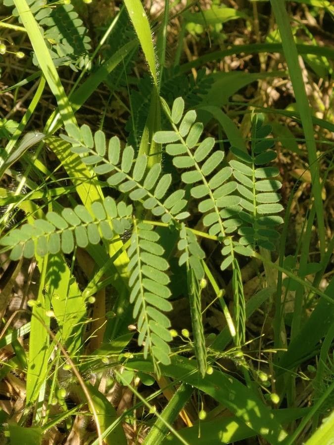 Mimosa Quadrivalvis leaf