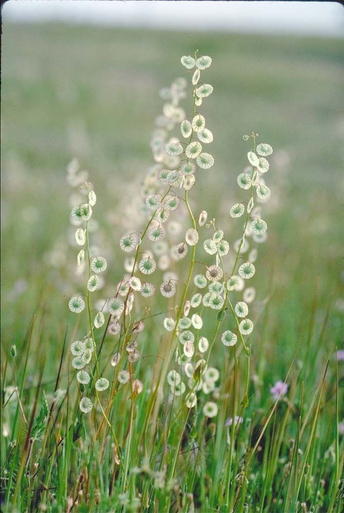 Thysanocarpus radians habit