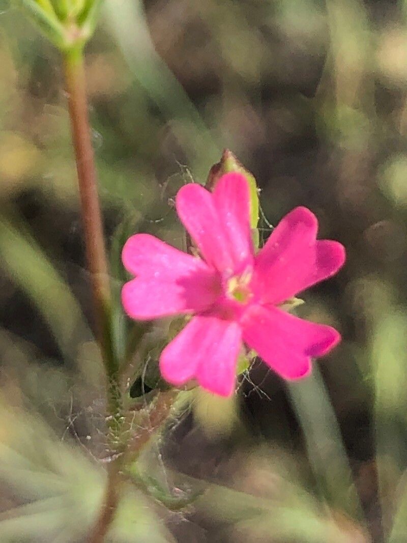 Silene muscipula flower