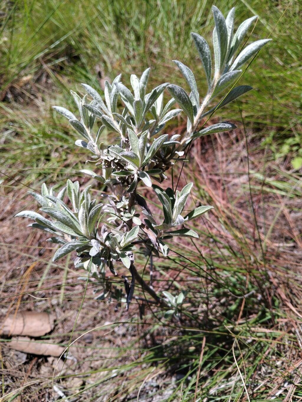 Helichrysum gymnocephalum habit
