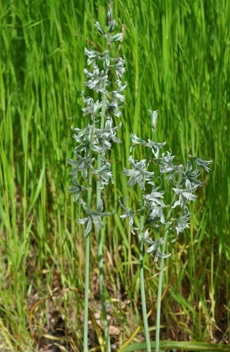 Ornithogalum boucheanum flower