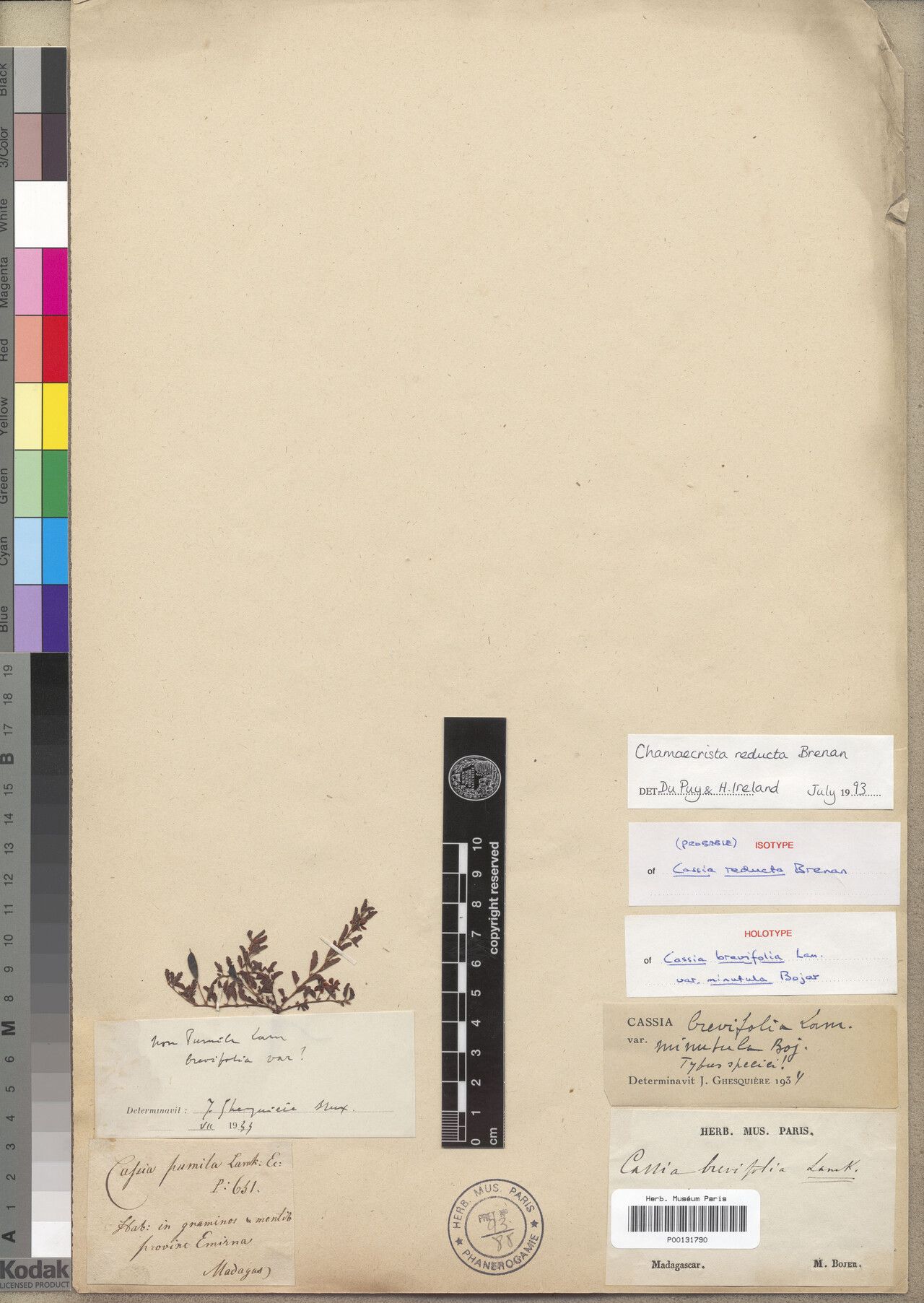 Chamaecrista reducta — houseplant care guide