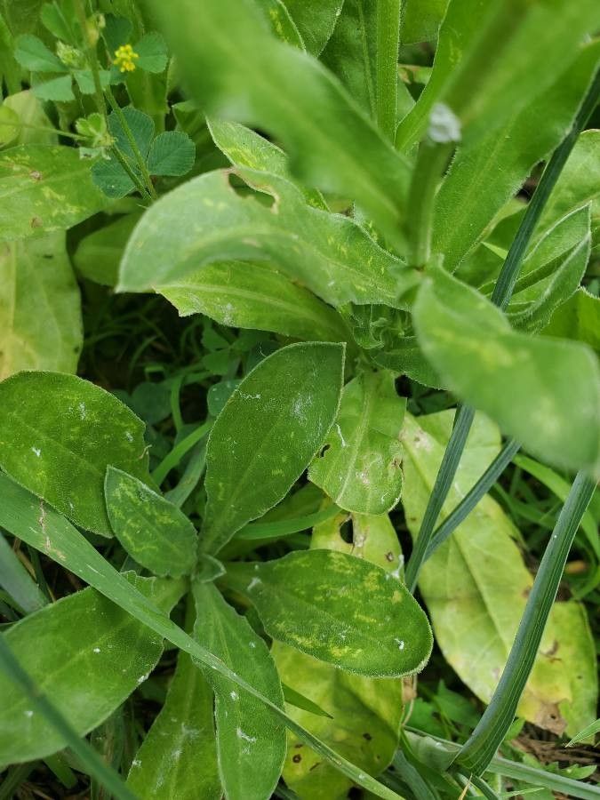 Pyrrocoma crocea leaf