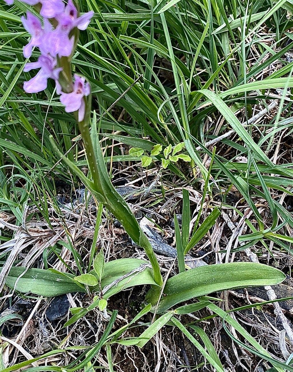 Dactylorhiza elata leaf