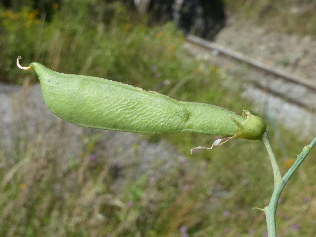 Lathyrus cirrhosus fruit