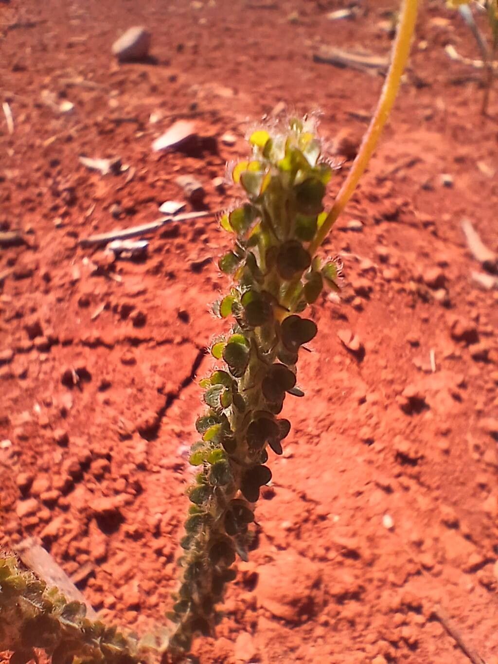 Oxalis densifolia leaf