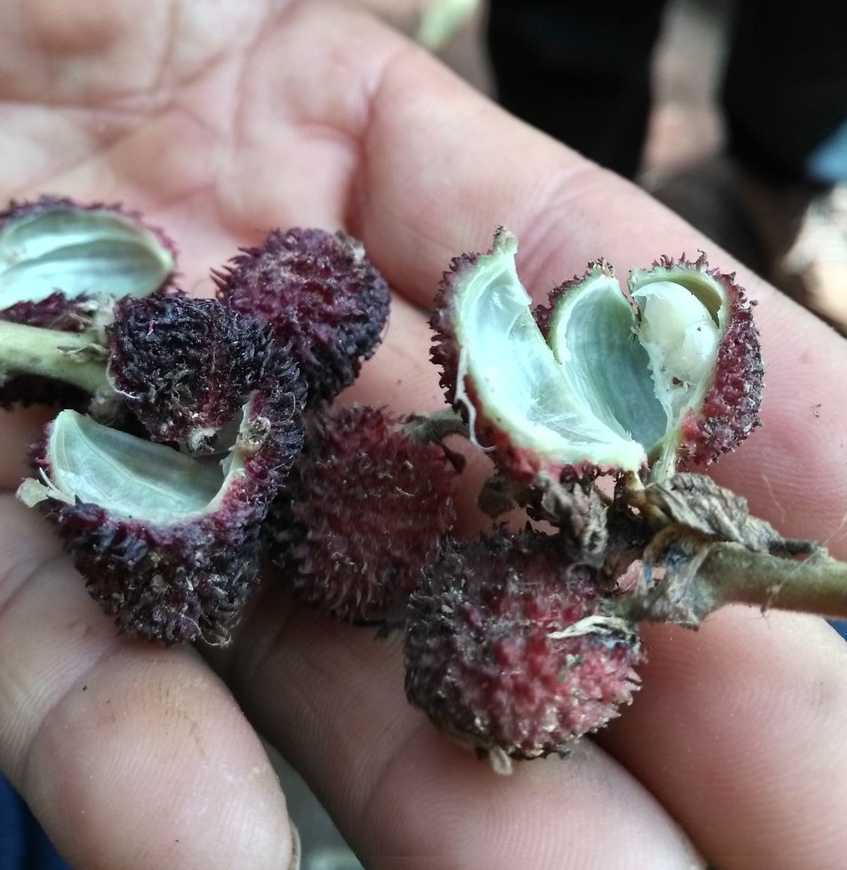 Amomum villosum fruit