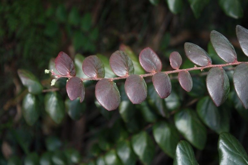 Phyllanthus mangenotii — houseplant care guide