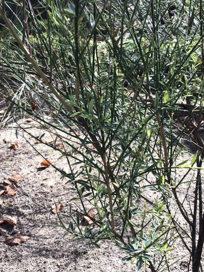Genista florida — search result for 'Genista'