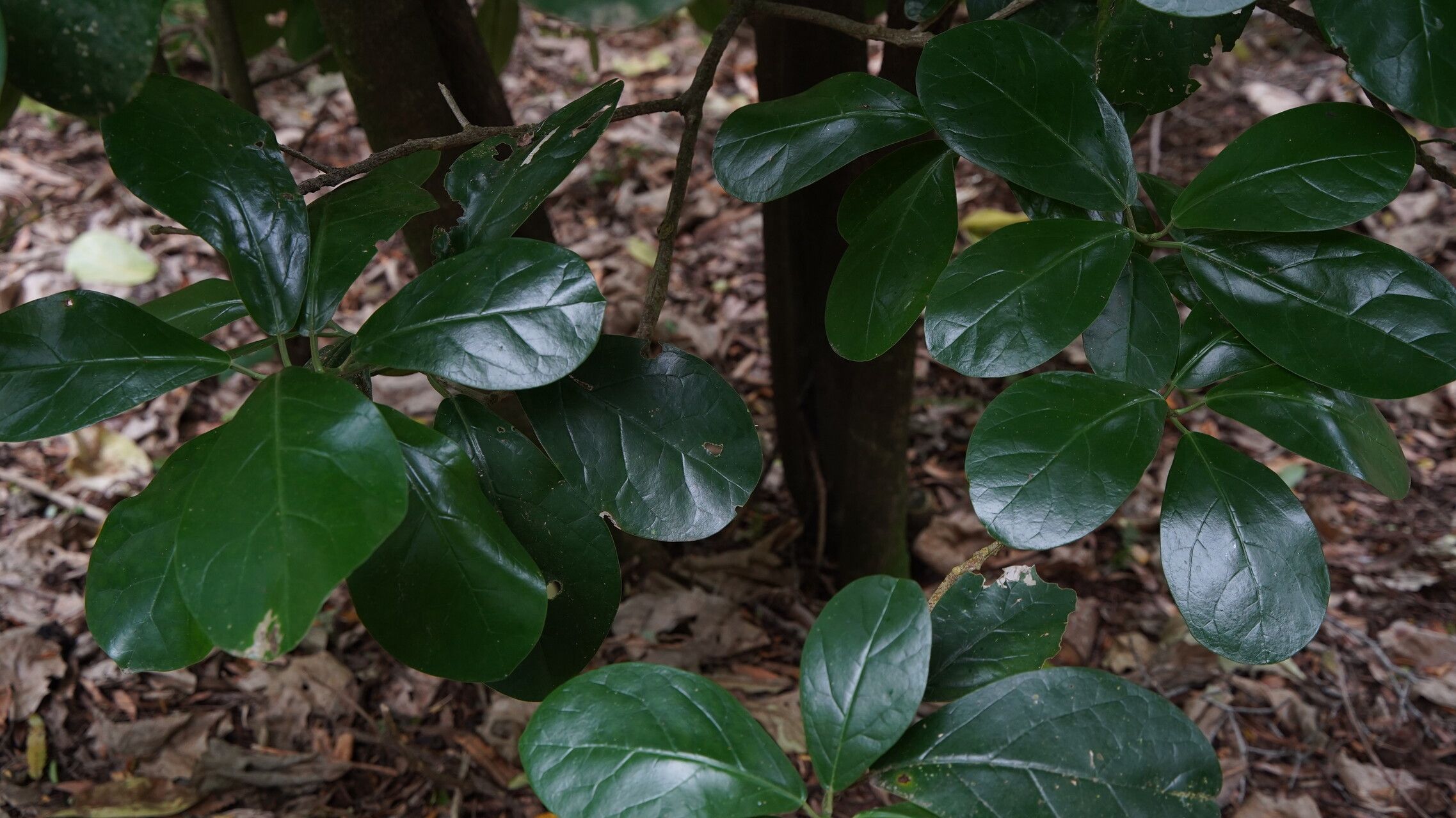 Pennantia endlicheri leaf