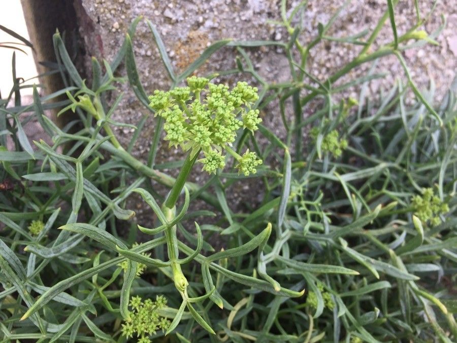 Crithmum maritimum flower