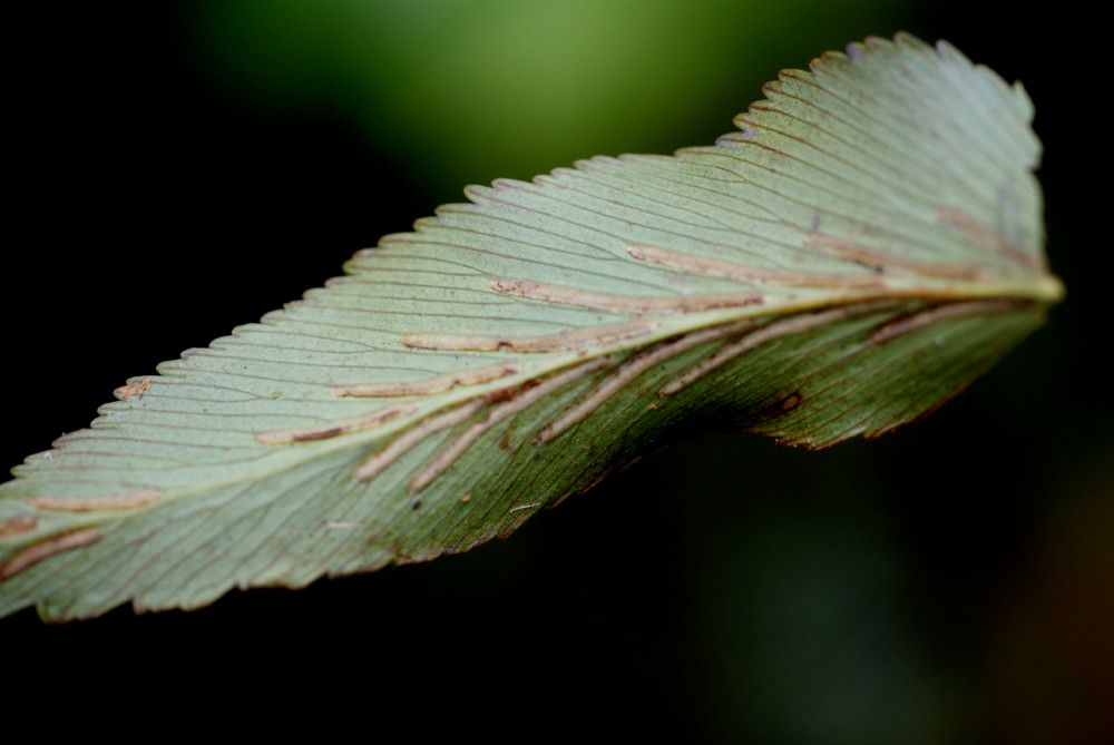 Asplenium nitens leaf