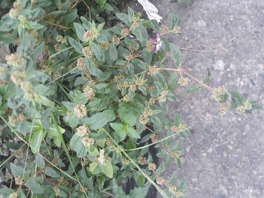 Chamaesyce hirta flower