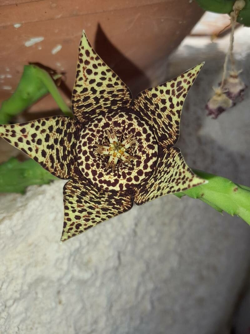 Orbea mcloughlinii flower