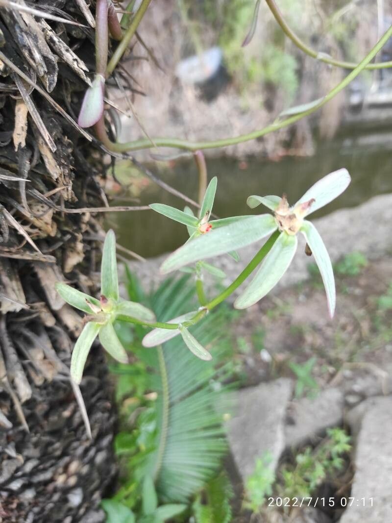 Euphorbia crotonoides — houseplant care guide