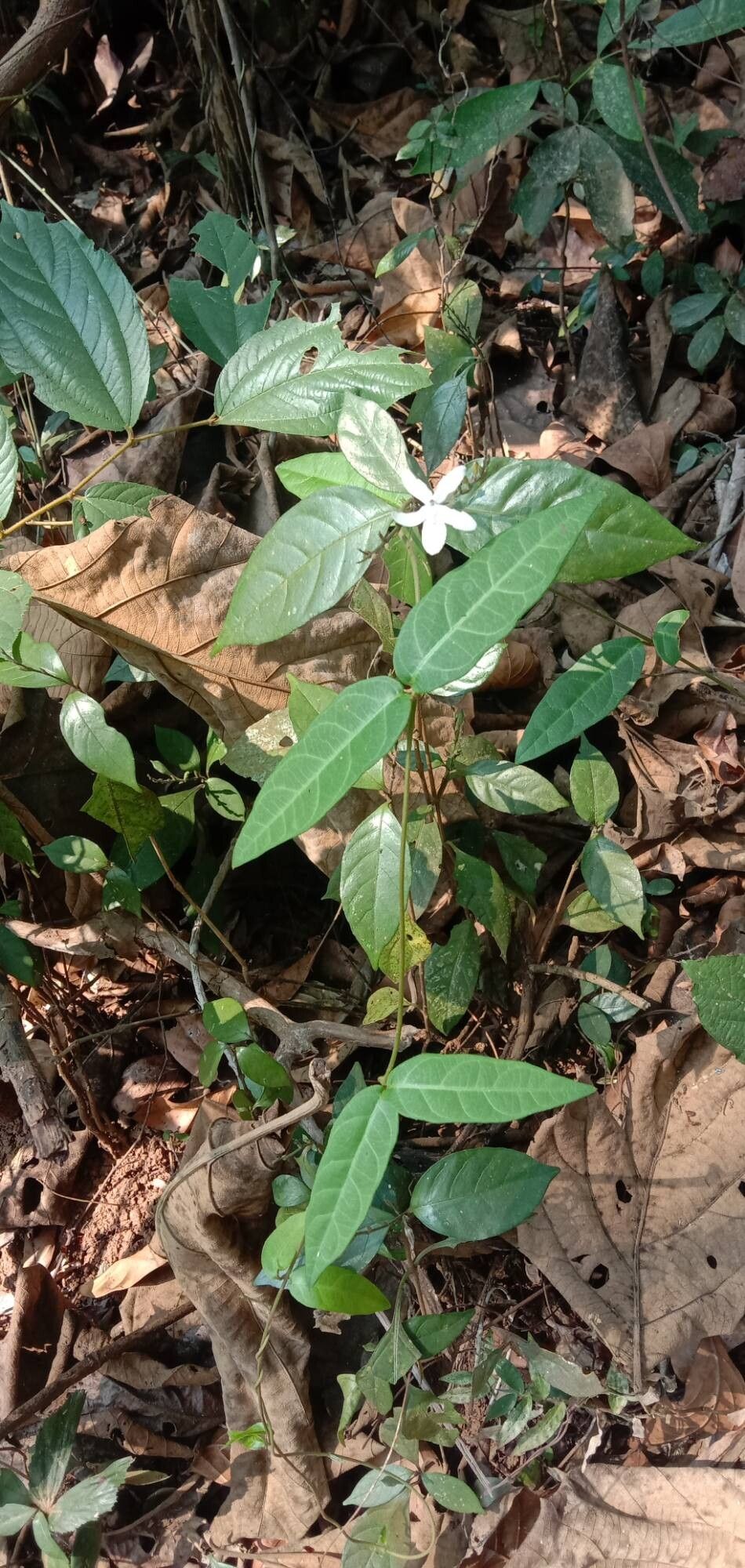 Pseuderanthemum latifolium habit
