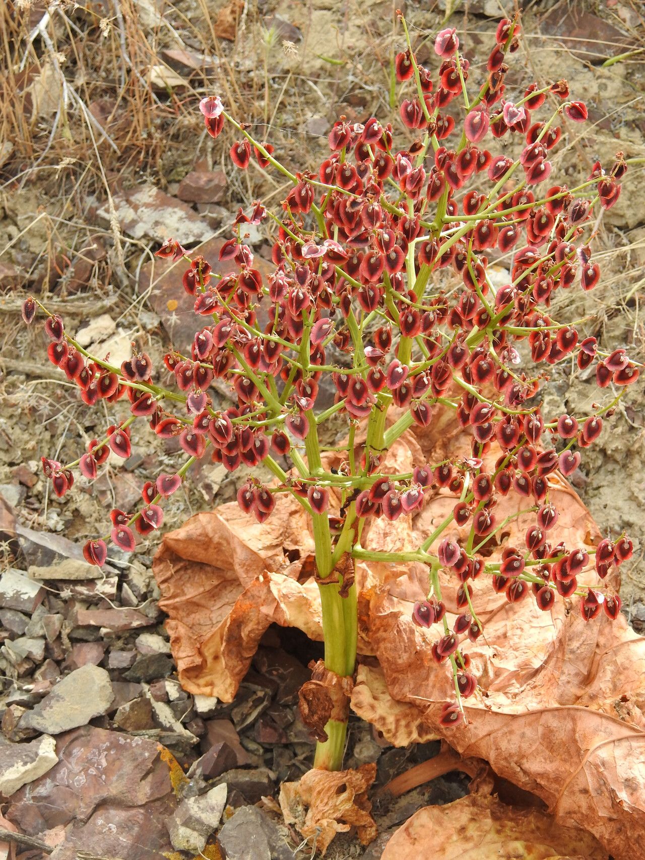 Rheum tataricum — search result for 'Rheum'