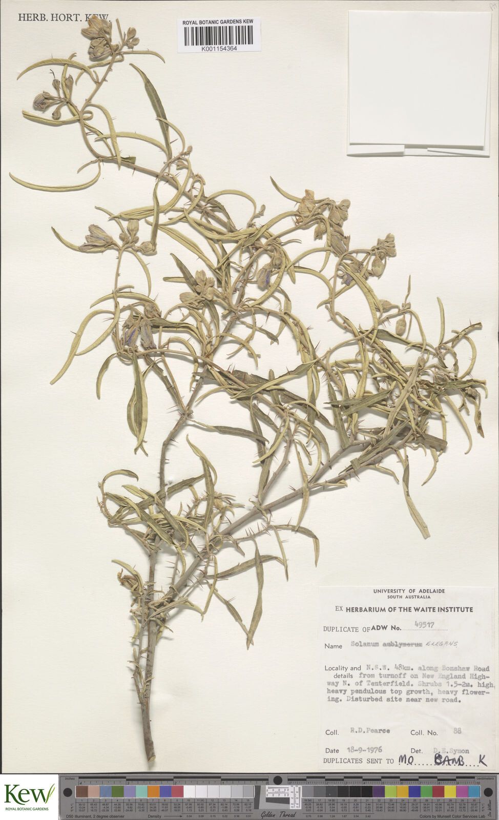 Solanum elegans — houseplant care guide