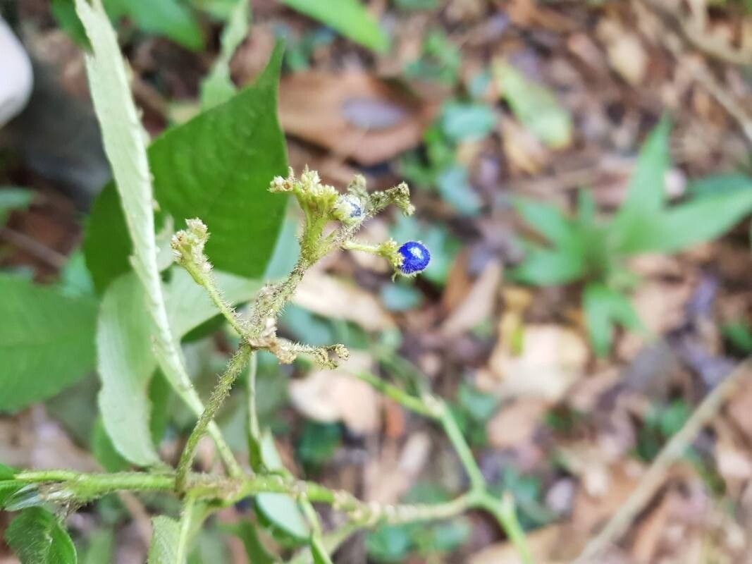 Palicourea acicularis fruit