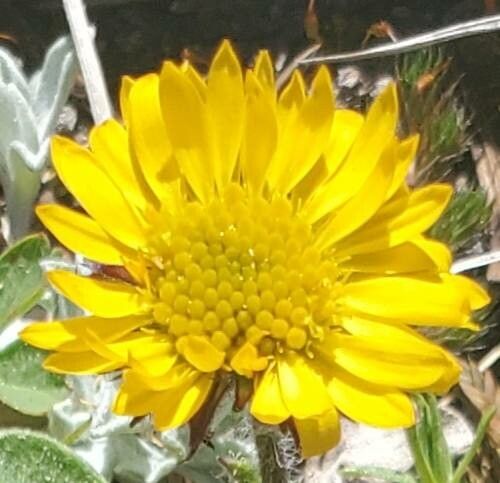 Erigeron aureus flower