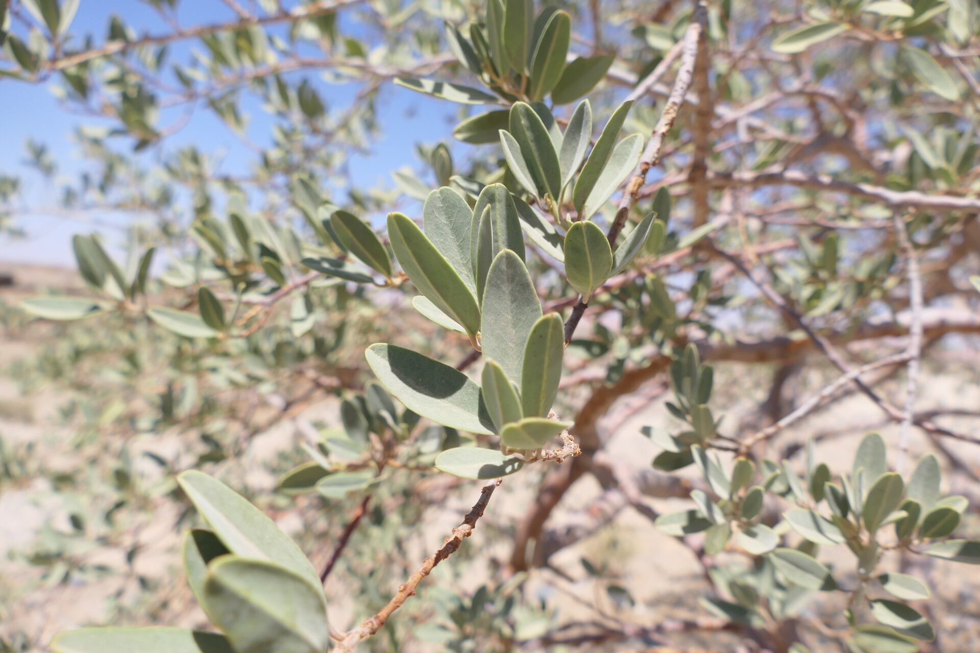 Maerua schinzii leaf