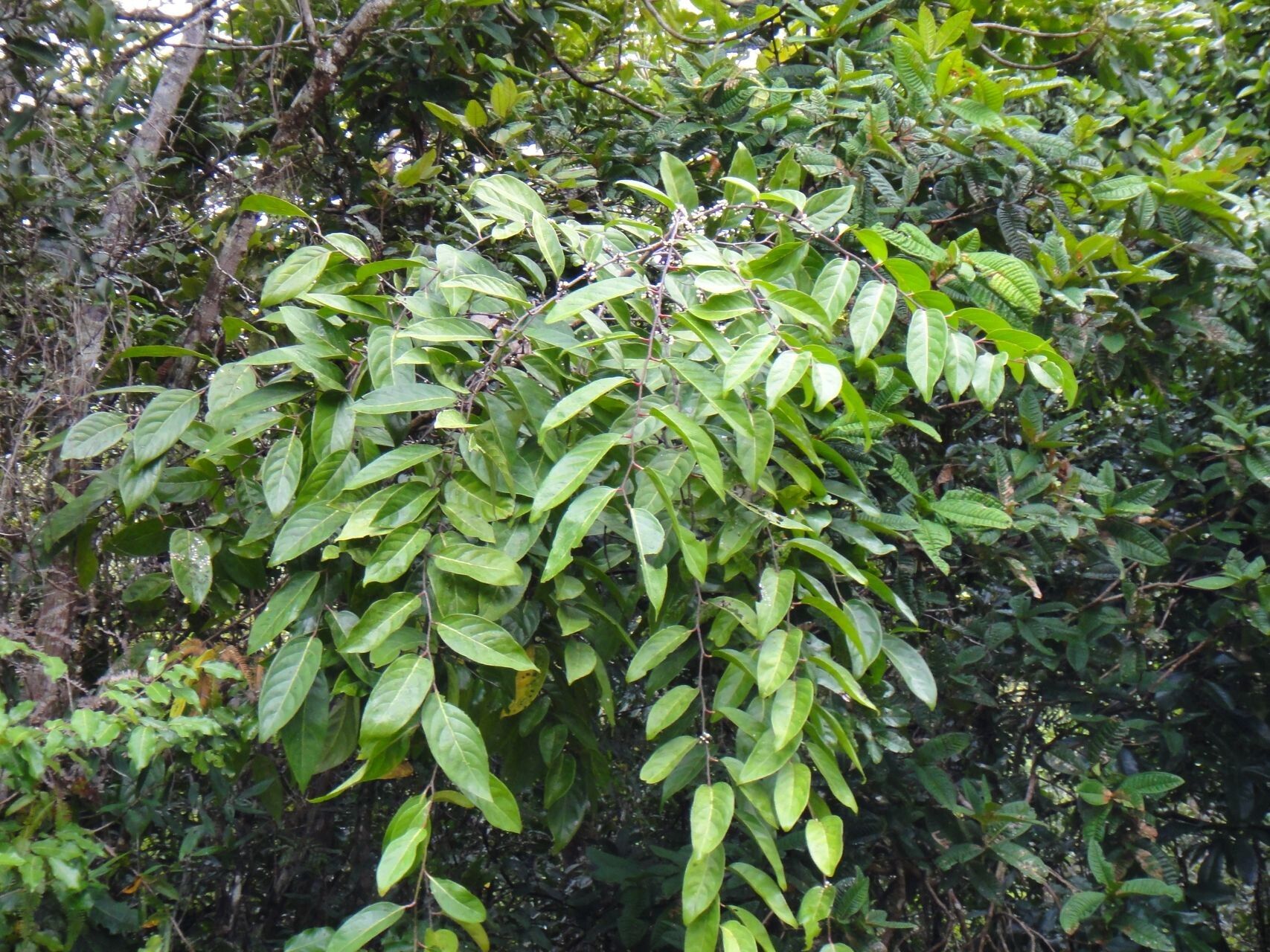 Casearia puberula — houseplant care guide