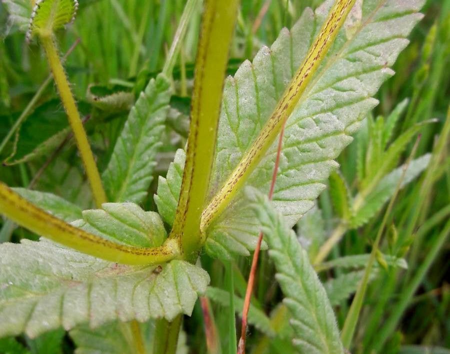 Rhinanthus pumilus bark