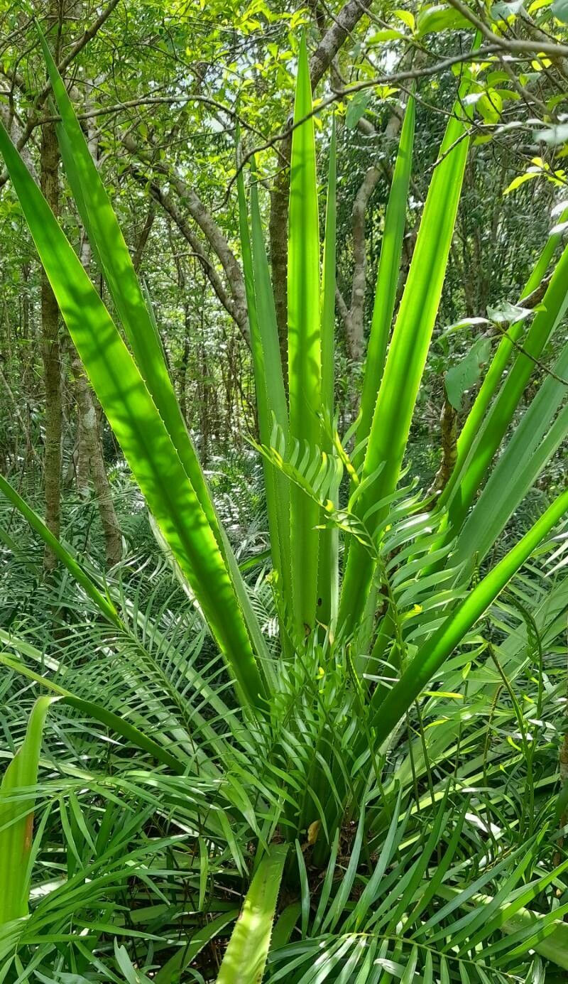 Furcraea tuberosa habit