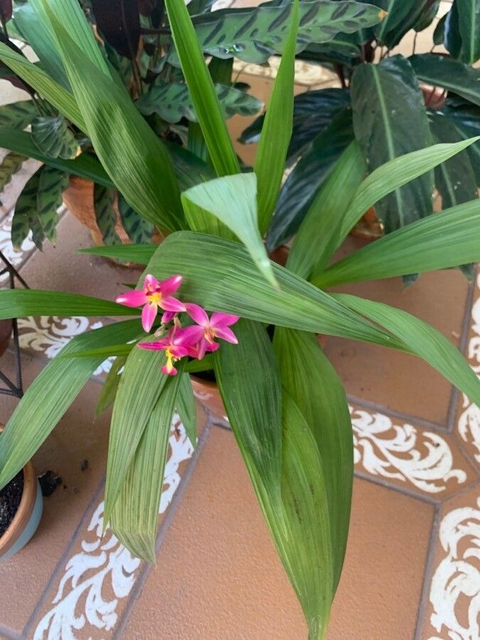 Spathoglottis unguiculata leaf