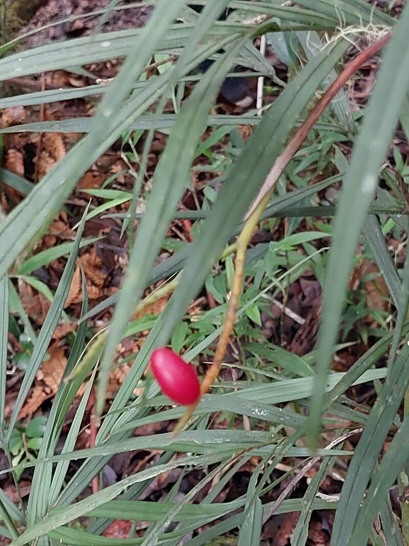 Dypsis heterophylla fruit
