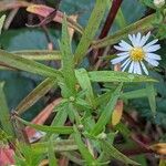 Symphyotrichum lanceolatum