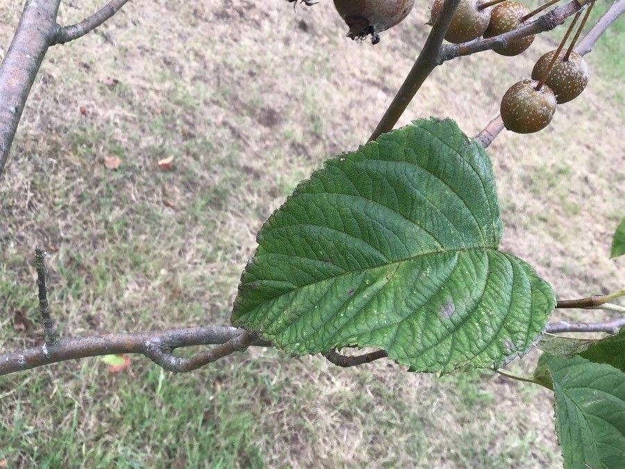 Malus sikkimensis — search result for 'Bhutan'