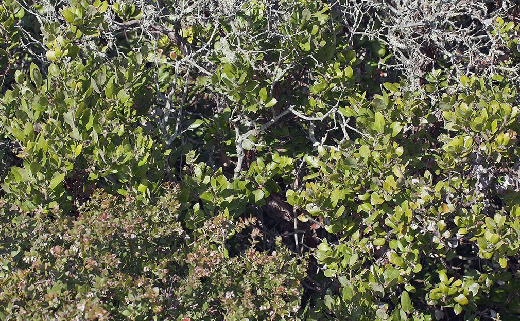 Arctostaphylos tomentosa habit