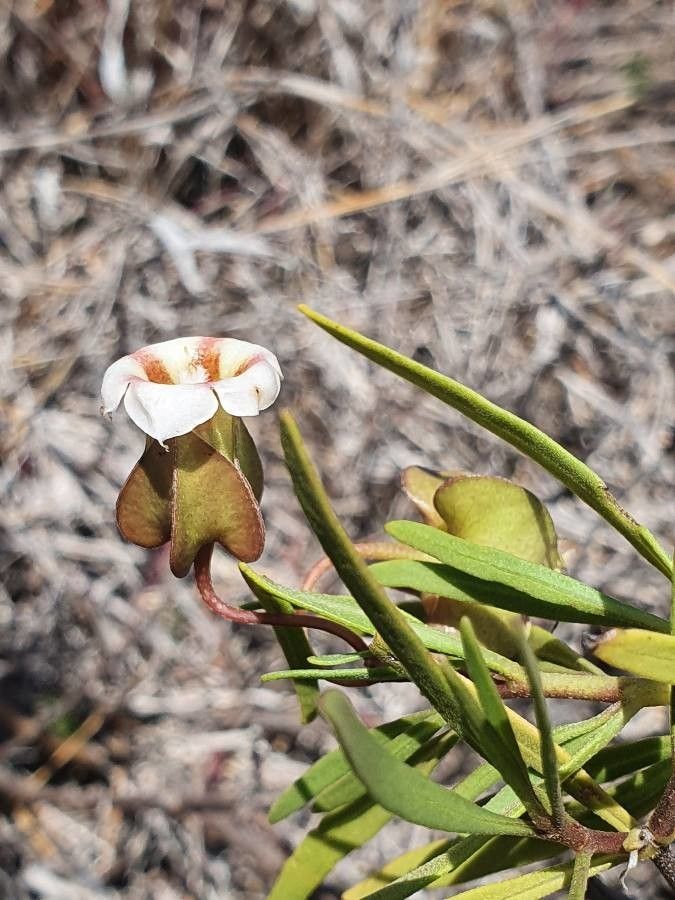Trichodesma marsabiticum flower