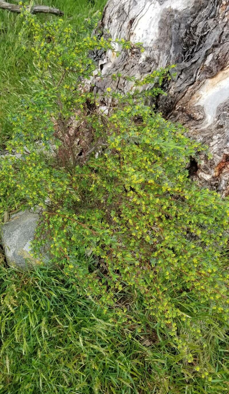Pimelea pauciflora habit