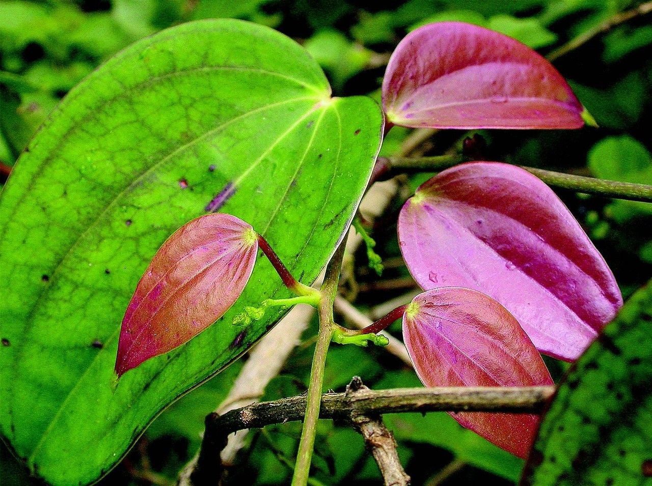 Dioscorea oppositifolia flower