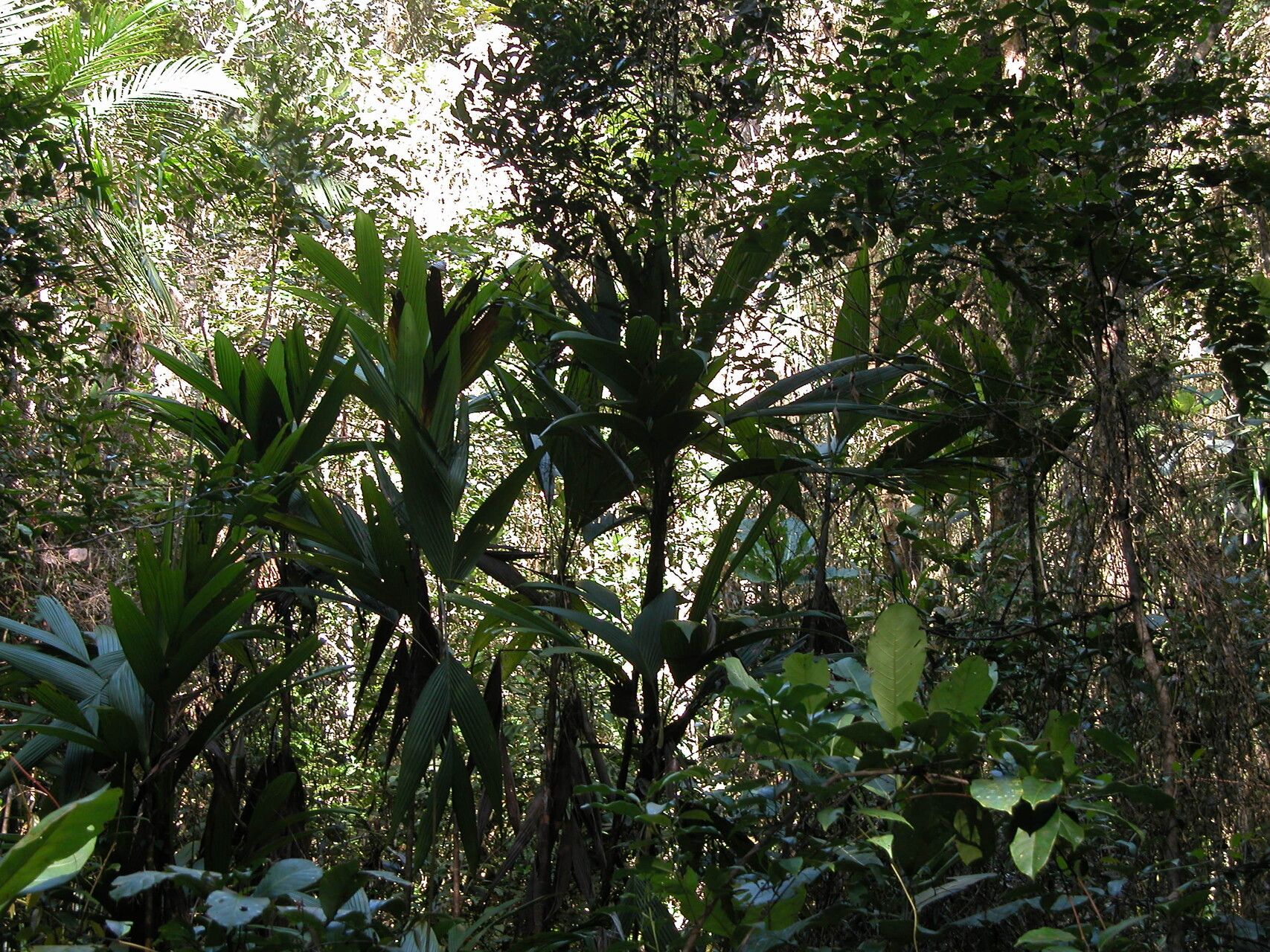 Dypsis paludosa — houseplant care guide