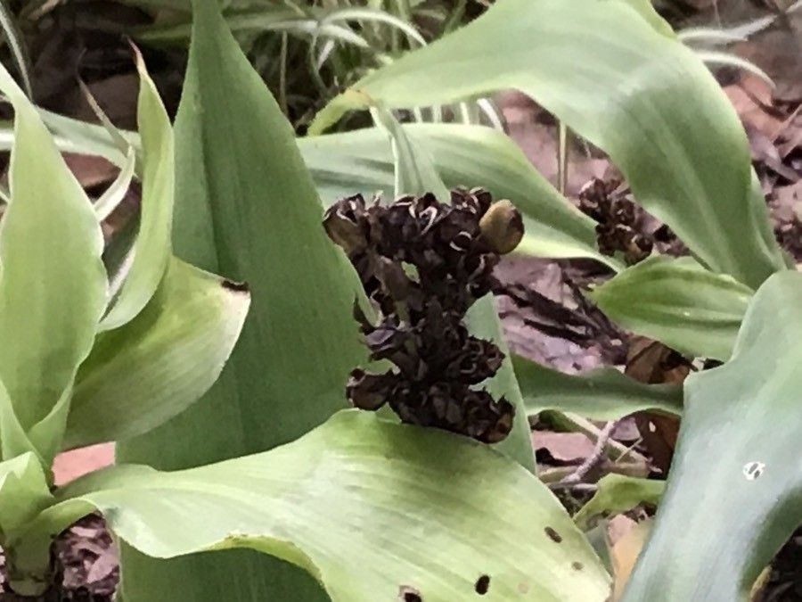 Chlorophytum orchidastrum fruit