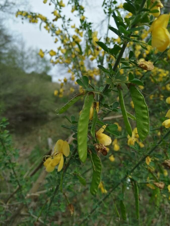 Cytisus arboreus fruit