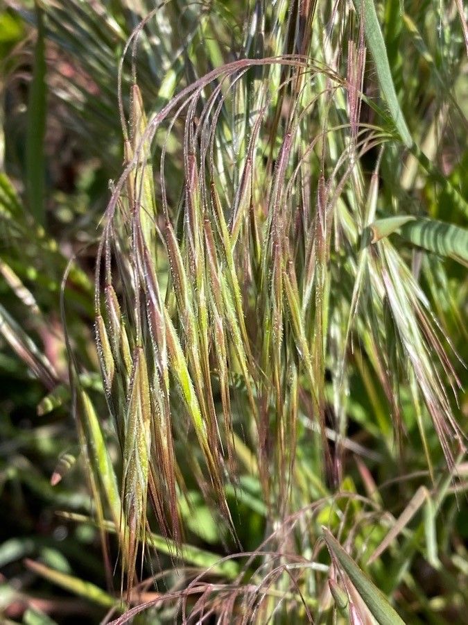 Anisantha tectorum leaf
