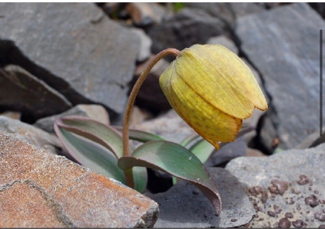 Fritillaria delavayi — search result for 'Fritillaria'