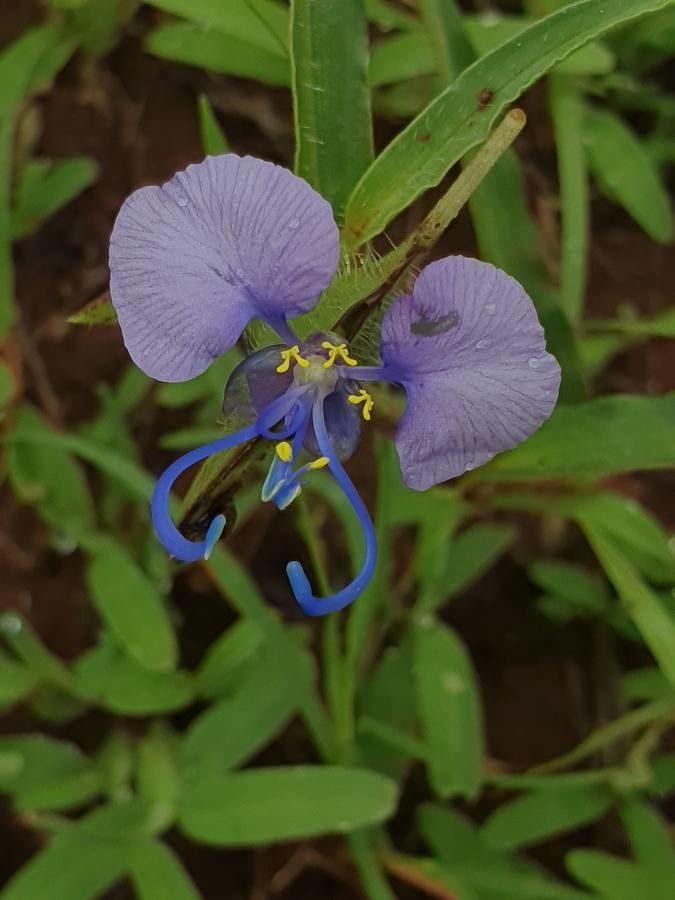 Commelina forskaolii flower