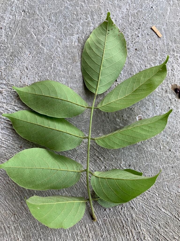 Lonchocarpus sericeus leaf