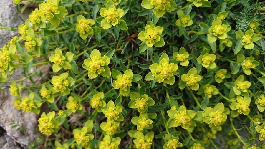 Euphorbia squamigera flower