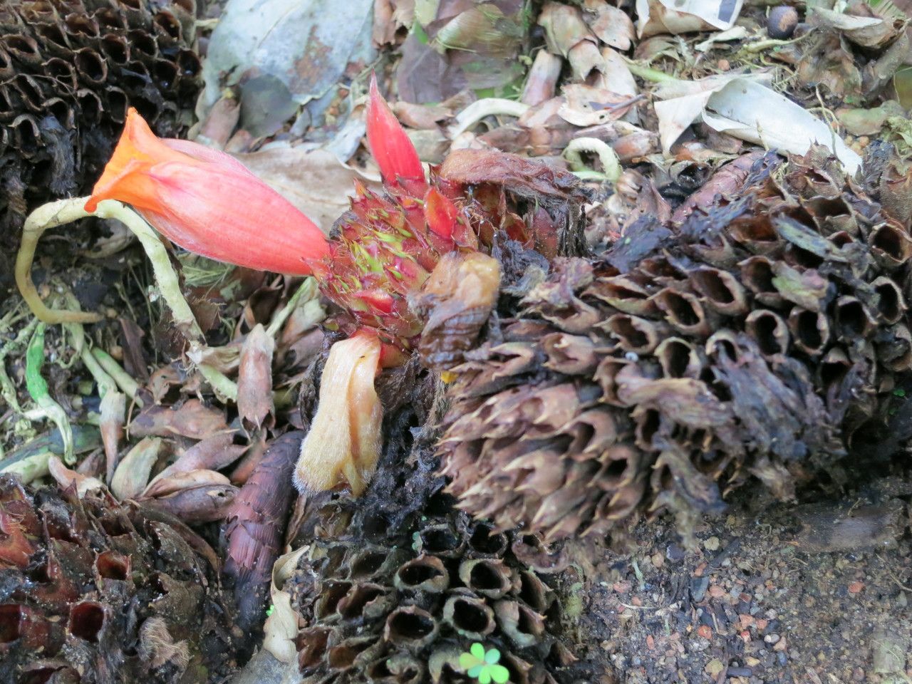 Hellenia globosa flower