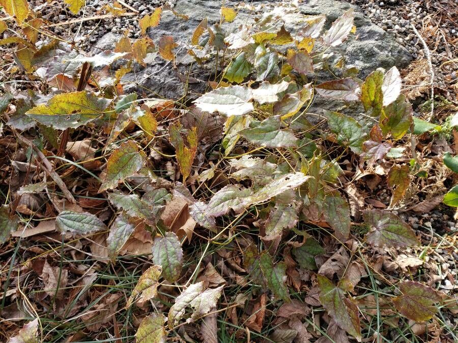 Epimedium stellulatum habit