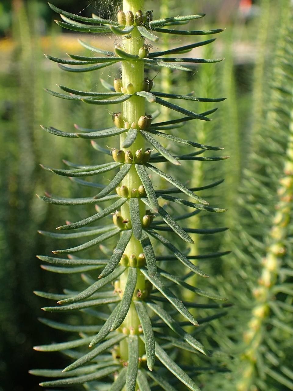 Hippuris vulgaris fruit