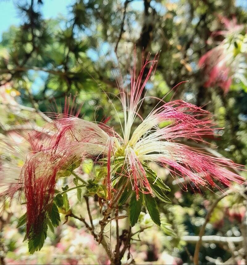 Calliandra foliolosa flower